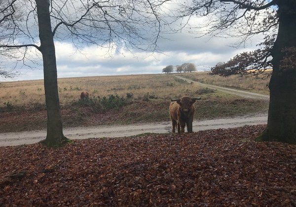 Fietstocht 18-1-2020 via Rozendaal, Arnhem en Hoenderloo