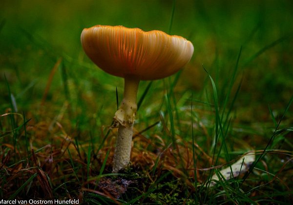 Paddestoelen 29 september 2019