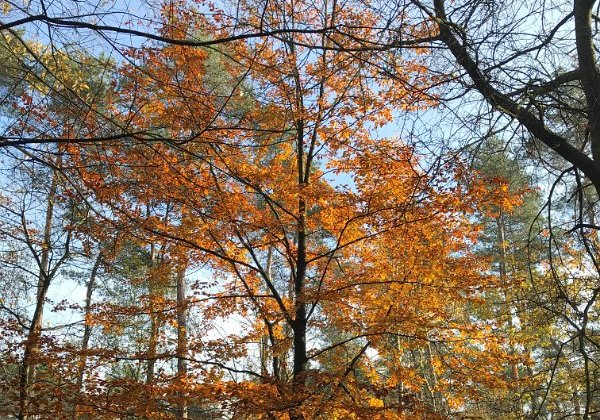 Wandeling 17-11-2019